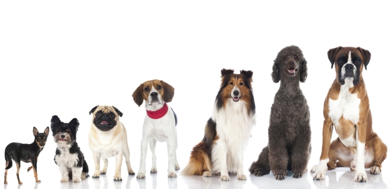 Poodle, Boxer (Dog), Beagle, 1080P, Dogs, Pet, Pug, Dog, Rough Collie, Chihuahua