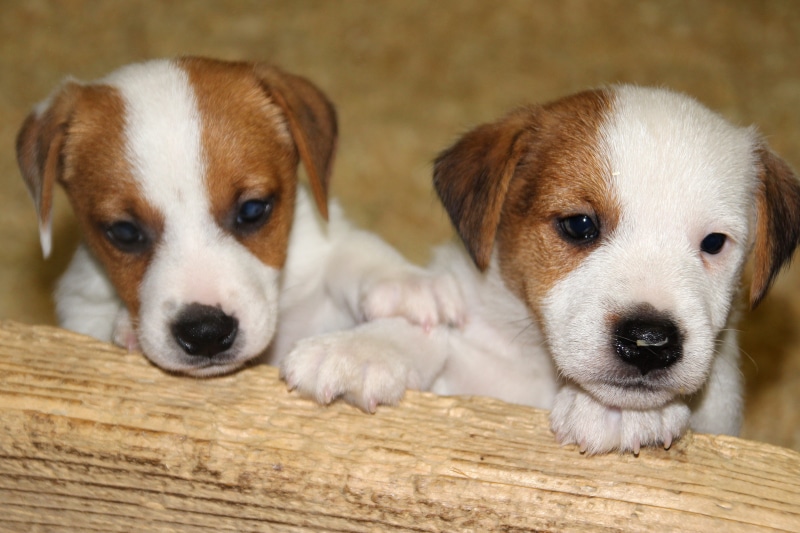 puppy, domestic animals, innocence, domestic, cute, animal, pets, beagle, young animal, one animal, 4K, baby, mammal, pet, looking at camera, jack russell
