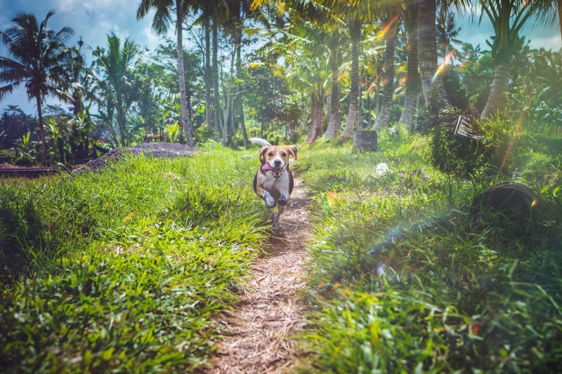 dog, plant, day, running, domestic, growth, path, field, outdoors, nature, no people, domestic animals, mammal, pets, 5K, animal themes, one animal, animal