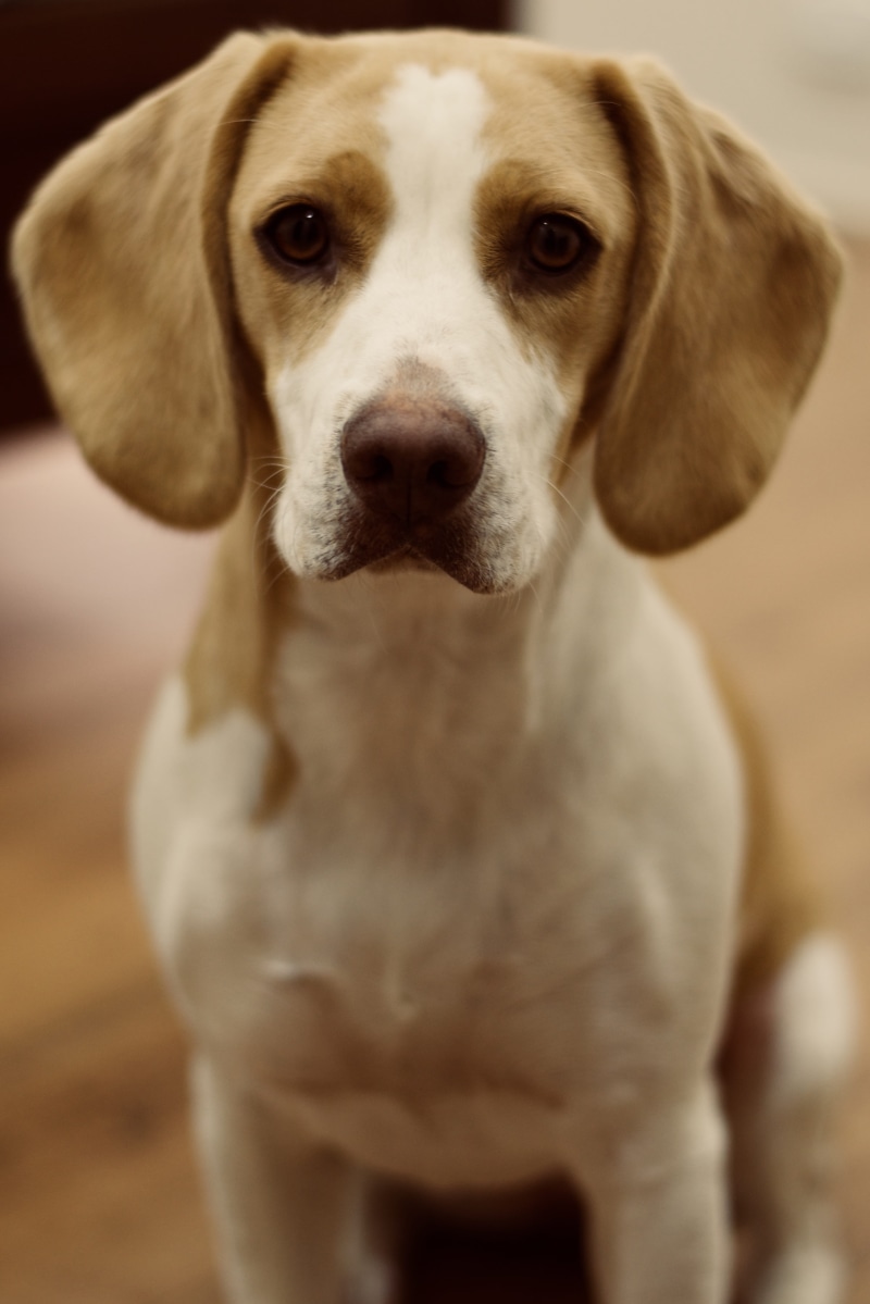 contemplation, looking at camera, strap, dog, weimaraner, cocker spaniel, portrait, wrist, beagle, hound, day, snout, close-up, one animal, food, 5K, pet