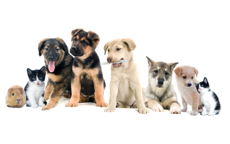 brown, puppy, Animals, sitting, domestic animals, mammal, young animal, 5K, canine, Kittens, pets, domestic, studio shot, pig, no people, animal themes