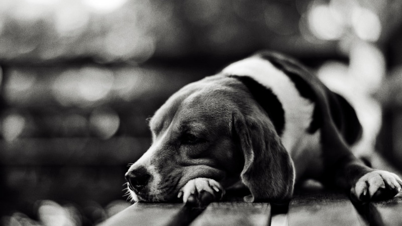 animal Head, lie down, no People, domestic Animals, vertebrate, sad, selective focus, tired, young Animal, black And White, friendship, nature, relaxation