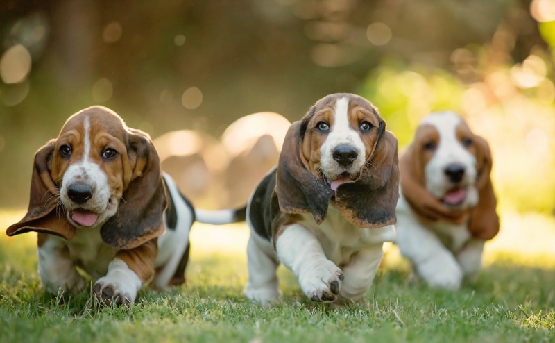 lying Down, outdoors, young Animal, looking at camera, cute, no People, dogs, basset, focus on foreground, 2K, purebred Dog, domestic, group of animals