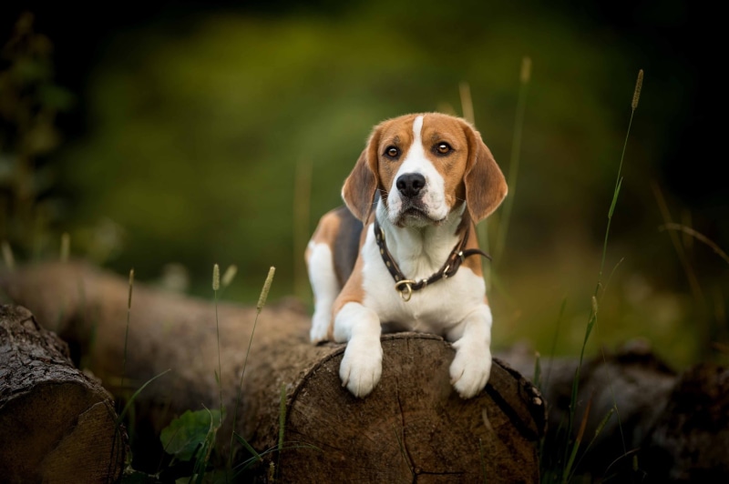 1080P, log, Beagle, look, dog