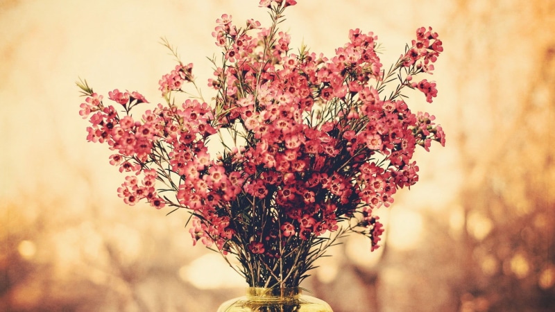 flower head, focus on foreground, no people, close-up, selective focus, bokeh, flowering plant, inflorescence, bouquets, day, red, beauty in nature, tree