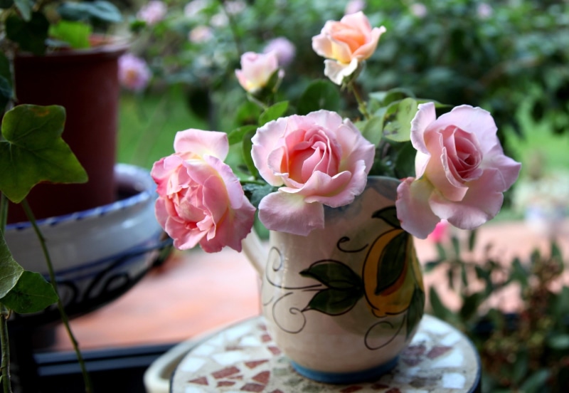 day, flowerbed, outdoors, flowering plant, flower, no People, roses, rose - Flower, wood - Material, petal, multi Colored, sharpness, blossom, green Color