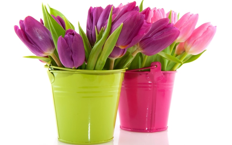 blue, isolated, gift, green Color, blossom, botany, plant, flower, colors, pink, arrangement, bunch, easter, no People, flowers, flower Head, vibrant Color
