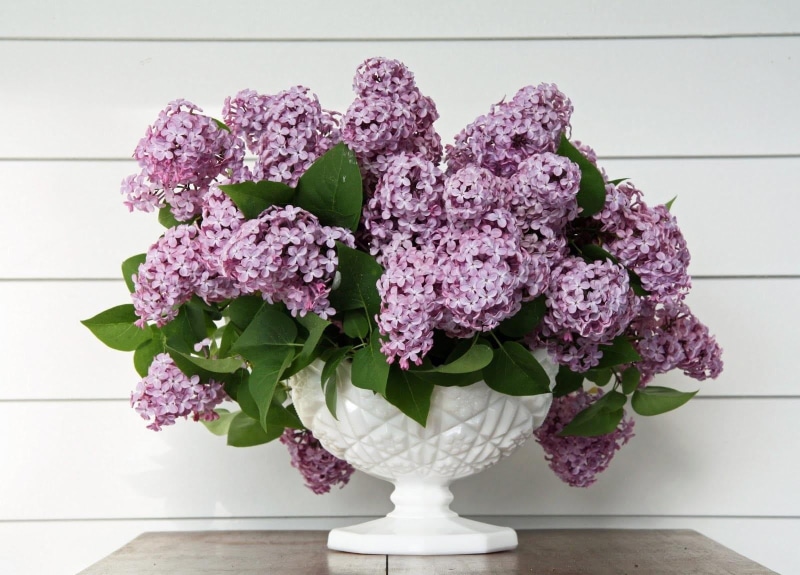freshness, 720P, romance, backgrounds, leaves, nature, no people, petal, leaf, fragility, hydrangea, blossom, lilac, flower pot, blue, table, bunch of flowers