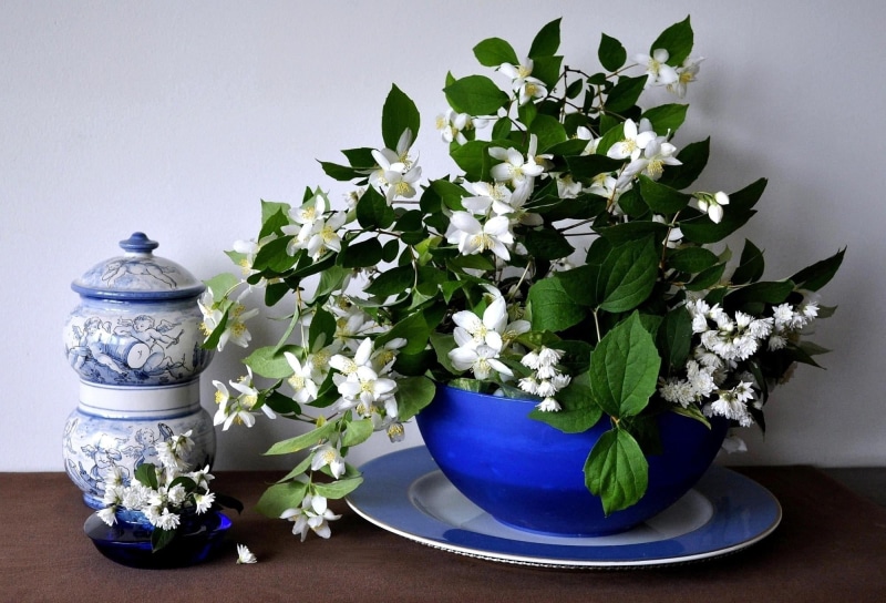 ceramics, table, no People, nature, ornate, flower Head, flower Pot, vase, flowers, close-up, leaf, still life, white, green Color, growth, spring, backgrounds