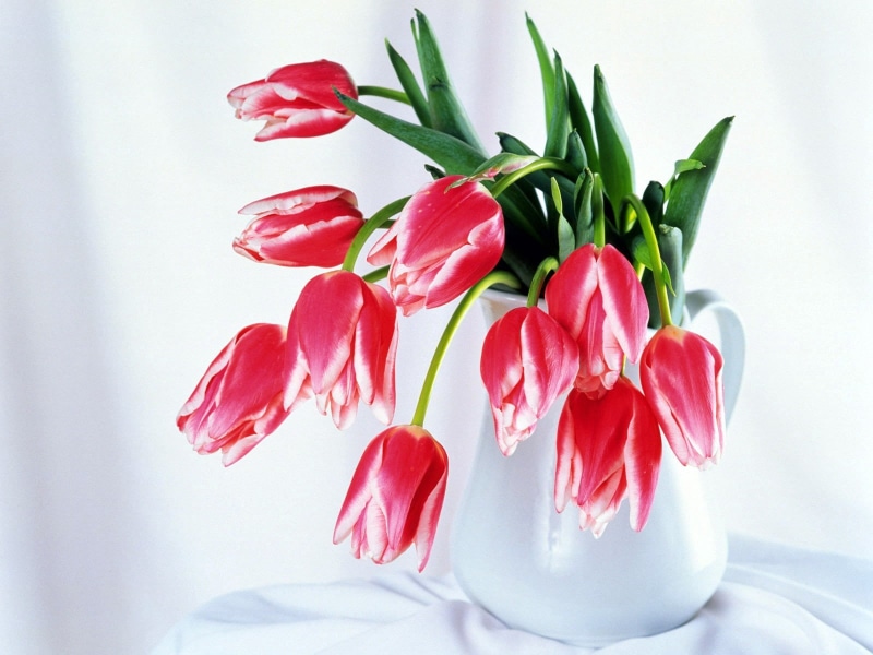 white, close-up, pitcher, easter, fragility, celebration, bunch of flowers, 720P, petal, colorful, blossom, tulip, flower arrangement, tulips, flower