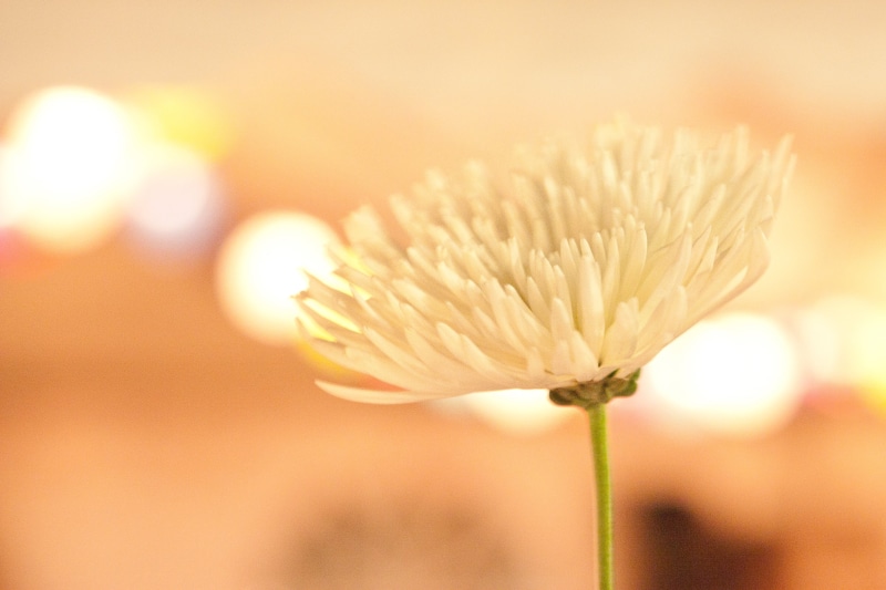 white  peach, bokeh, photo, daisy, wedding, white Daisy, flower  flower, flower, Centerpiece, 2K, close-up, white, yellow, plant, fuzzy, warm, selective