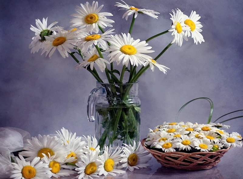 close-up, flower Head, white, bouquets, bunch of flowers, daisies, basket, leaf, nature, flowering plant, retro Styled, vase, much, petal, pitcher, fragility