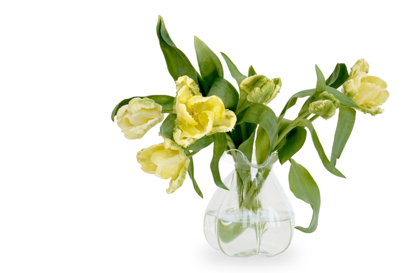 white background, tulips, inflorescence, bunch of flowers, no people, flower head, clear, flower arrangement, vase, centerpiece, close-up, 5K, indoors
