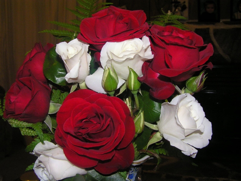 red, romance, backgrounds, wedding, rose - Flower, white, freshness, buds, softness, rose, inflorescence, close-up, indoors, beauty In Nature, vulnerability