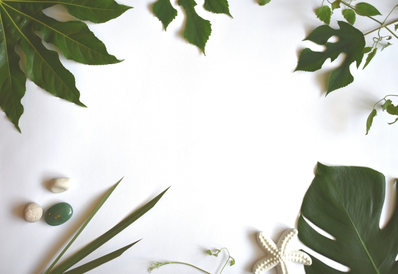 white color, leaf, green, beauty in nature, leaves, vulnerability, plant, exotic, food, no people, nature, growth, summer, close-up, tropical, green color