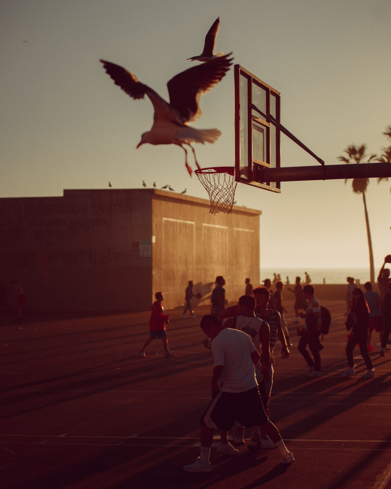 men, city, basketball court, team sport, hoop, bird, person, tarmac, vertebrate, asphalt, back, human, people, 5K, architecture, sport, nature, motion