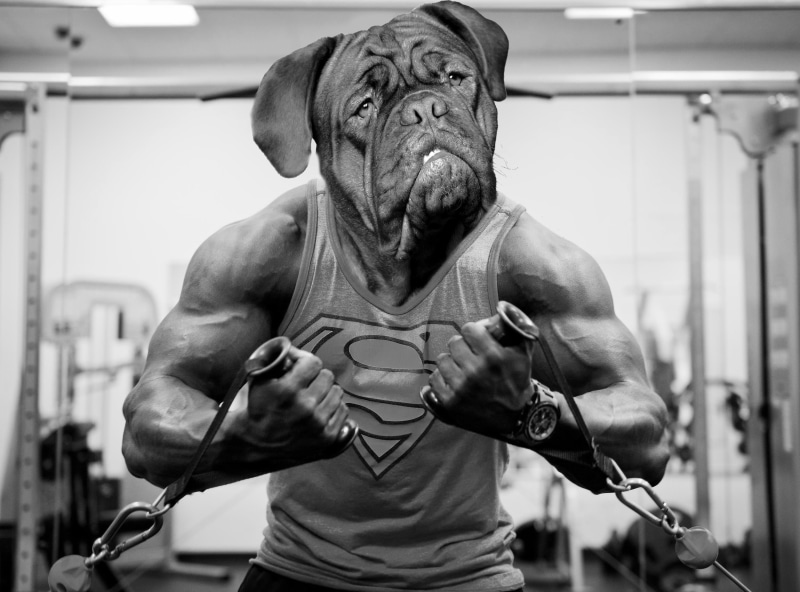 man, breed, exercising, cute, animal, mastiff, tank, gray, pet, portrait, background, lifestyles, gym, caucasian, focus on foreground, body, bordeaux, sport