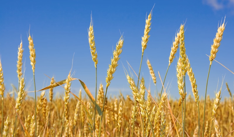 scene, kernel, agriculture, landscape, farm, harvesting, clear sky, plant, peasant, growth, outdoors, seed, rural, spiked, 2K, summer, rural scene, close-up