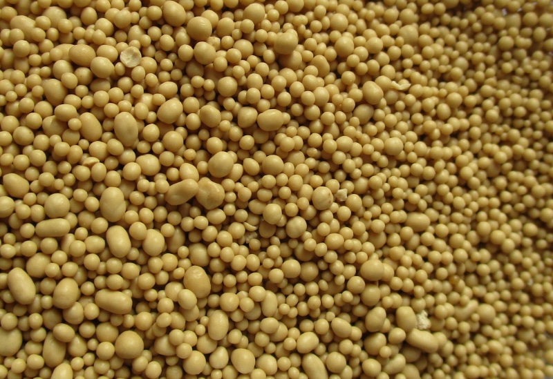 bean, corn, close-up, vegetable, large group of objects, healthy eating, yeast, food and drink, flour, freshness, raw food, still life, brewers yeast, no people