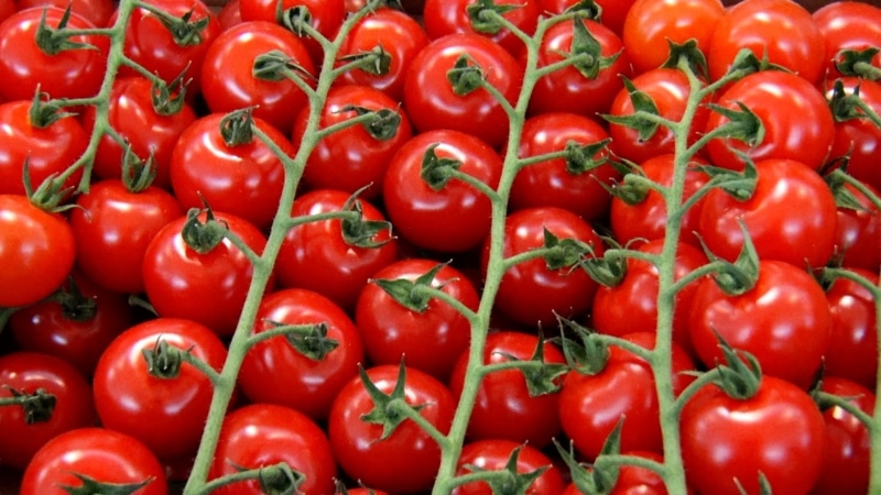 cocktailtomaten, close-up, tomatoes, red, still life, bless you, 1080P, cherry tomatoes, nutrition, tomato and mozzarella salad, starter, mozzarella, plant