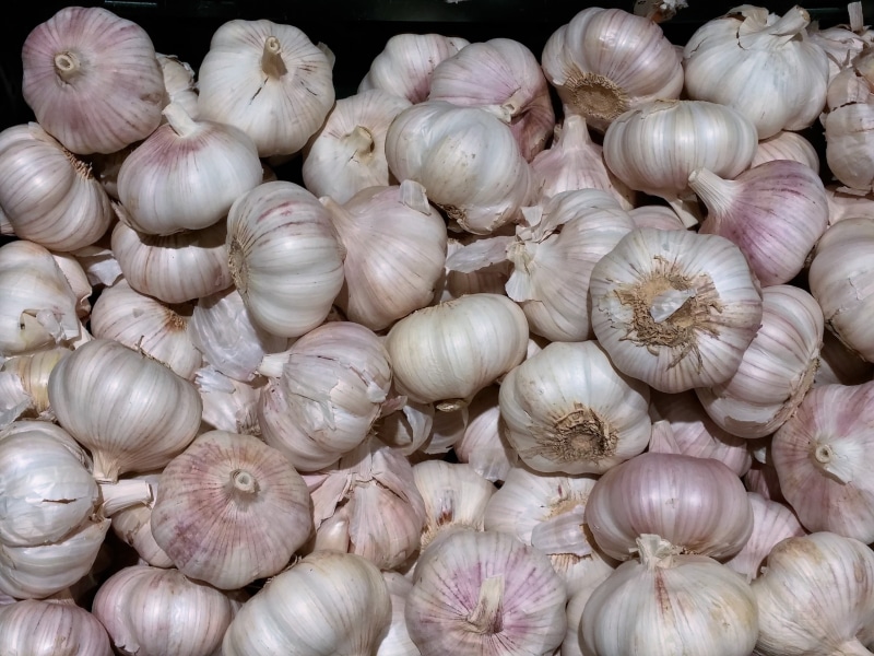 feed, enjoy, lot, healthy, kitchen, close-up, seashell, ingredient, abundance, large group of animals, stew, bio, knife, indoors, food and drink, violet