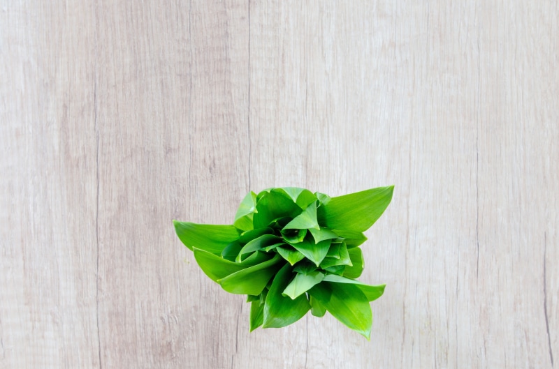 onion, food and drink, studio shot, still life, textured, indoors, basil, bunch, vegetarian, leek, allium, leaves, organic, high angle view, surface, table