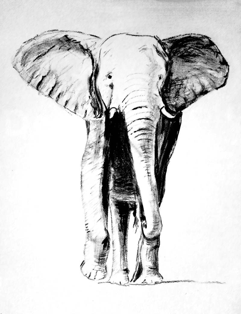 science, Carbon, close-up, sketch, animal, representation, victorian Style, Elephant, one animal, print, painting, retro Styled, pencil Drawing, engraved Image