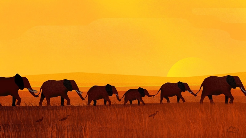 animals in the wild, animal, animal themes, domestic animals, african elephant, sunset, herd, outdoors, 2K, mammal, landscape, herbivorous, no people