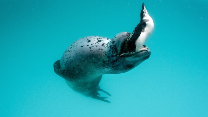 undersea, 1080P, penguin, penguins, mammal, vertebrate, animal, sea, no people, nature, cyan, one animal, sealion, animals in the wild, water, sea life