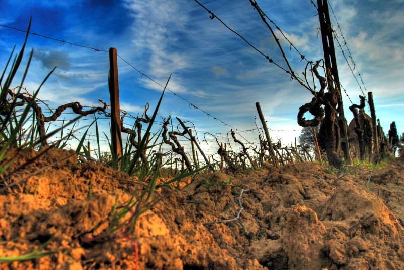 season, sigma, uva, harvest, tuscany  wine, toscana, drought season, sky, 4K, drought, grapes, vino, nikon d80, hdr, nature, vineyard, la vecchia, grape  vines