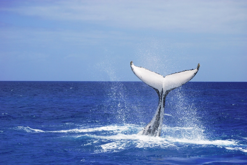 whale, nature, bird, hervey  bay, eastern, south  east  queensland, cetaceans, australia, wildlife, tail, animal, blue, watching, calf, whale tail, 2K