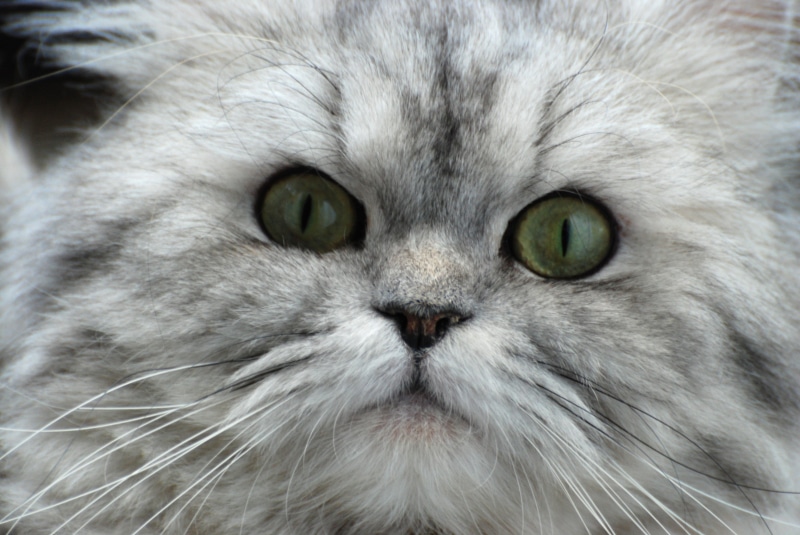 animal, gray, young Animal, s, Nikon  D80, cat, chats, коты, pics, cute, love, persian, mammal, fur, feline, pets, кот, domestic Animals, 4K, chat, pet  animals