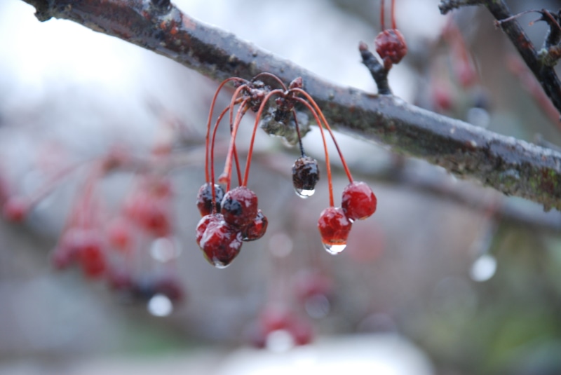 water, serene, macro, winter, 4K, views, nikon d80, calm, gloomy, ISO, favorites, tree, berries, zoom, dof, shallow, weather, HELLUVA, photography, rain