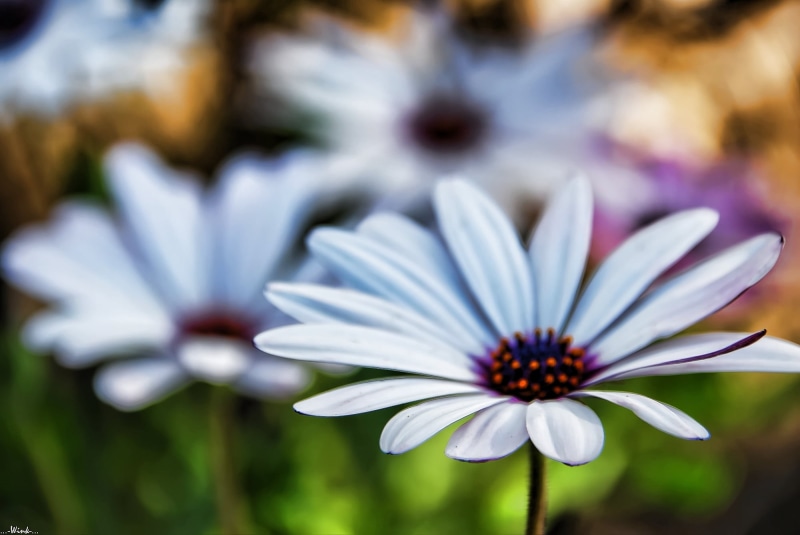 1080P, African Daisy, eyed, bloom, closeup, Nikon D80, garden, Osteospermum, flower, macro, HSM, beauty In Nature, OS, plant, FP, daisies, blue, On the Way