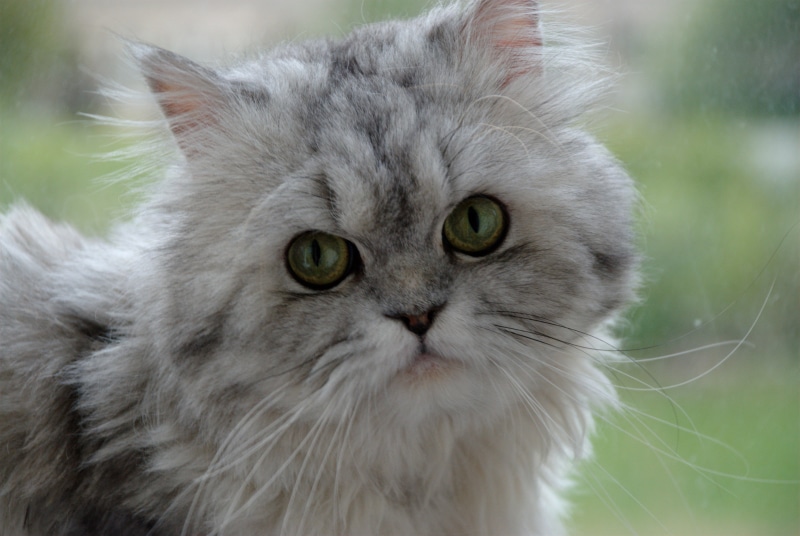 Nikon  D80, cute, Nikon D80, young Animal, photo, domestic Animals, animal, feline, persian, close, nature, cats, pet, kitten, close up, persian cat, looking