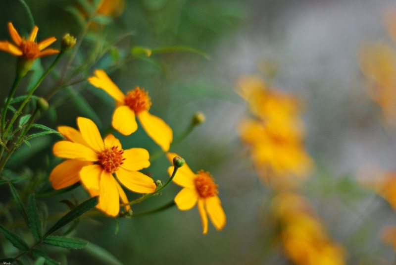 Ventura  California, flower, Nikkor, outdoors, photography, selective yellow, close-up, Nikon D80, petaled, selective, plant, Bokeh, Friends, Explore, summer