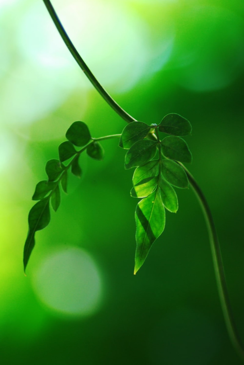 springtime, close-up, green leaf, selective, freshness, 720P, bokeh, nature, focus, DoF, environment, leaf, jasmine, selective focus, defocused, Nikon  D80