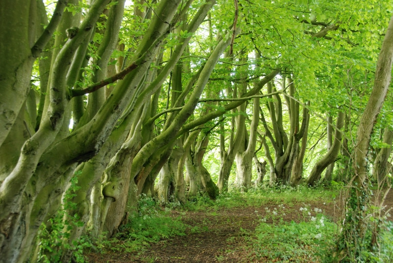 green, rough, horstead, field, outdoors, forest, trees, DSC, woodland, tree, branch, green leaf, 4K, mill, road, norwich, nature, nikon  d80, green Color
