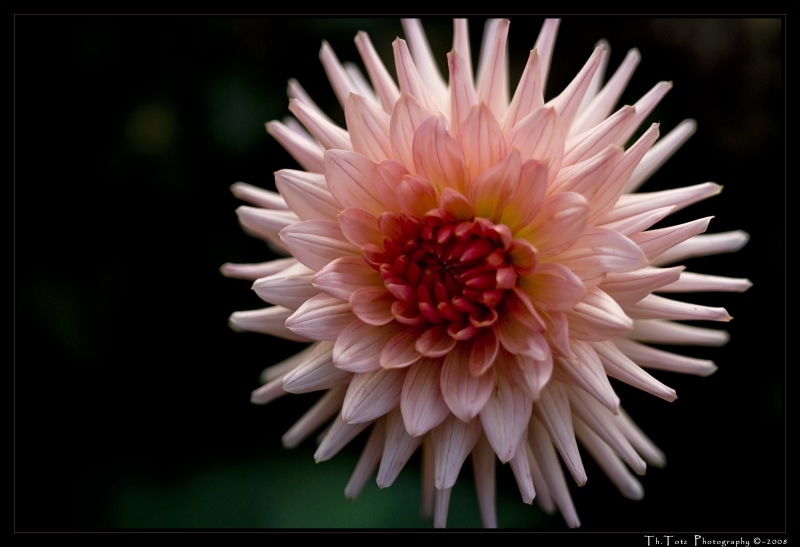 petaled, Tokina, Freiburg  Germany, Wonderful world, cluster, D80, pink Color, 4K, flower Head, closeup, blossom, pink, flower, petal, photo, nature, lightroom
