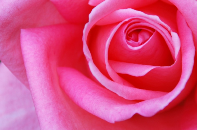 romance, rose, photo, close-up, photography, closed, multi, plant, petal, up, photos, Nikon  D80, red, 1080P, rose - Flower, backgrounds, europe, rosa