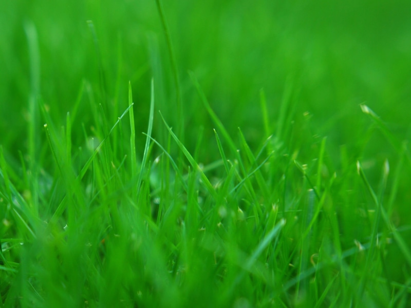 summer, lawn, green Color, selective, desktop background, freshness, grass, grass  lawn, macro, D80, plant, the grass is greener, photography, ratio, selective focus