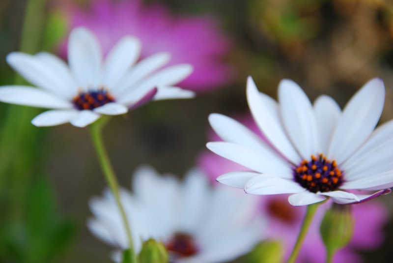 photography, flowers, nature, summer, Ventura  California, I did it, OS, springtime, focus, shallow focus, petal, 1080P, Explore, bloom, outdoors, three