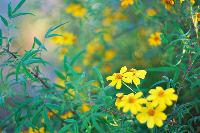 Flowers, Bokeh, Nikon D80, DoF, Explore, Alice in Wonderland, petaled, eight, view, 1080P, Nikkor, Ventura  California, selective, Yellow, summer, plant