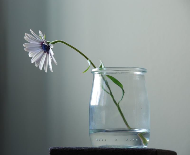 Explore, Pro, versión, jar, flower, AT-X, version, Sin título, nature, fleurs, art, f2.8, white flower, Nikon, white, 2K, flowers, Untitled, Tokina, crop