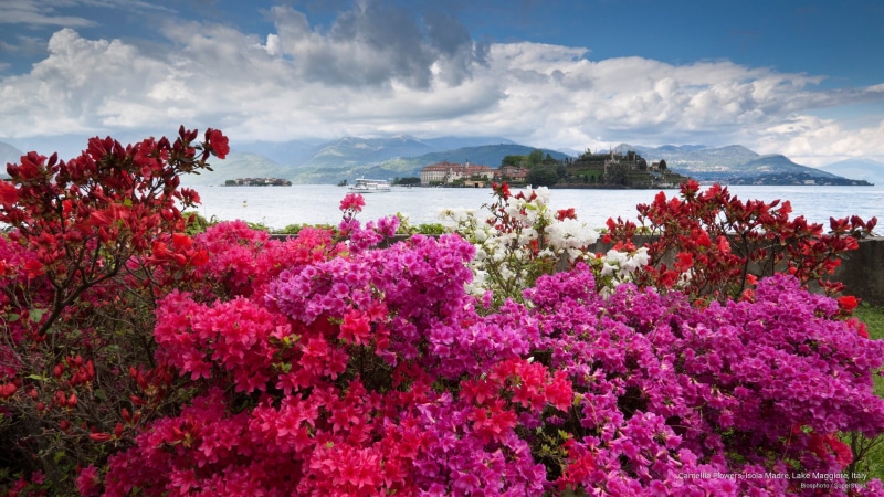 flowers, maggiore, Europe, lake, madre, 2K, italy, camellia, isola