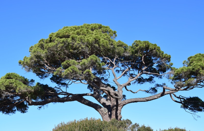 blue, tranquil scene, 5K, tranquility, no people, trunk, sunlight, scenics - nature, nature, green color, day, tree, growth, plant, low angle view, sky