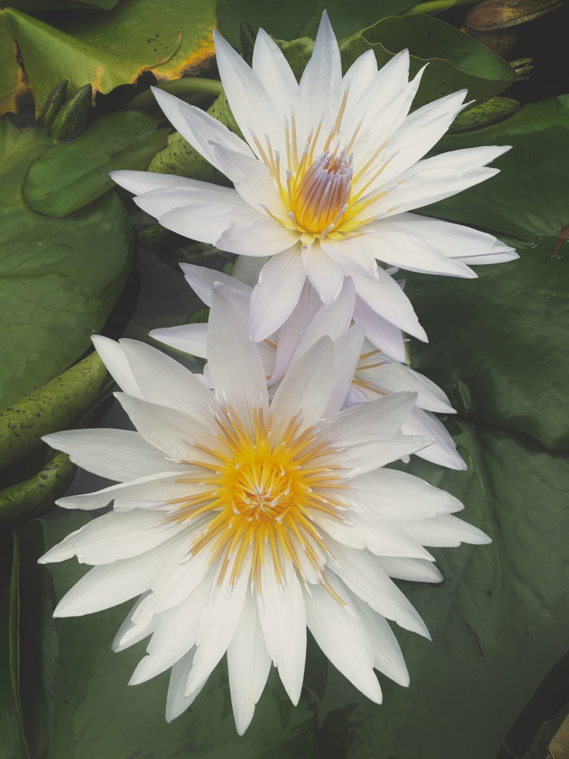leaf, water, natural, pond, plant, bloom, focus, growth, freshness, purity, water lily, vulnerability, flower, 4K, flower head, lily, close-up, yellow