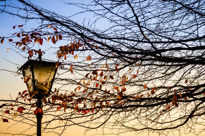 isola san giulio, bare tree, animal, via basilica, no people, light, fir, leafed, low angle view, brown, produce, plant, 4K, outdoors, tree, sky, maple