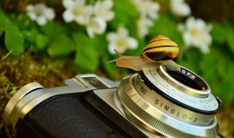 grass, close-up, camera, tape worm, no people, black, antique, agfa, plant, time, agfa isola, gastropod, technology, accuracy, photography, retro styled
