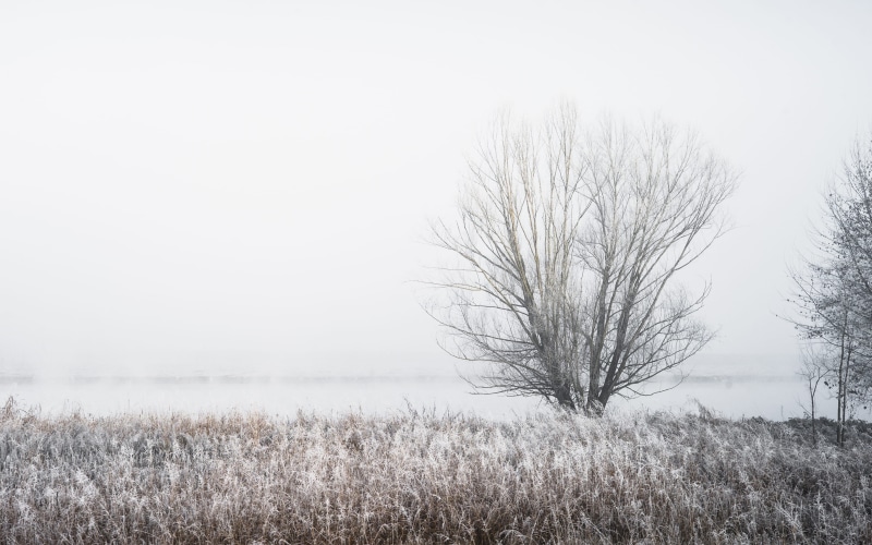 fog, environment, sky, nature, water, winter, non-urban scene, tree, beauty in nature, italy, outdoors, grass, land, 4K, countryside, scenics - nature